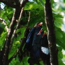 파랑새둥지 이미지