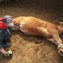 온새미로 한우 농장 이미지