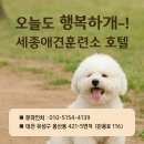 세종애견훈련소 네이버블로그