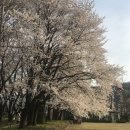 서울 근교 벚꽃 명소 | 양평 벚꽃 명소 “봄파머스가든” 카페