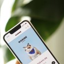 까비애견 이미지