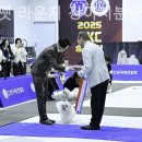 유어펫 라운지 강아지분양 이미지