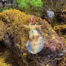 FS민박 | 제주 비양도 무늬오징어 에깅낚시 (실시간 포인트 상황)