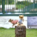 스타독스 이미지