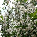 노을빛 정원 이미지