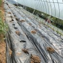 옥길농장 이미지