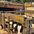 황소 농장 | [강릉 대관령] 아기동물농장 후기｜가격·위치·동물먹이체험 총정리 (평일 방문 팁)