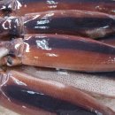 오징어이야기 이미지