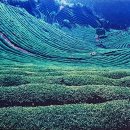 은곡다원 이미지