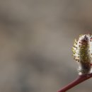 강아지천국 이미지