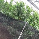 다섯마리 하우스 이미지