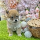 오독안심분양센터 강아지분양 고양이분양 인천점 이미지