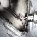 속초삼성동물메디컬센터 이미지