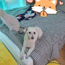 진우전자 | 남양주계곡펜션 애견동반 가능한 진우네펜션 후기 2탄