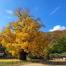 의령 세간리 은행나무 이미지