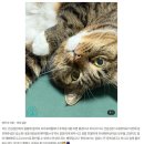 중앙동물메디컬센터 | 신설동 동물병원 10살 고양이 건강검진 :: 신장 결석, 피부 결절까지 체크한 예방 관리 사례