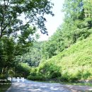 비발디 향기나무 이미지