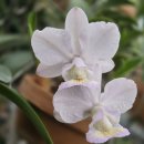 Cattleya nobilior amaliae (amaliae 'Branca Lucia' × albescens 'Mont Blanc' 이미지