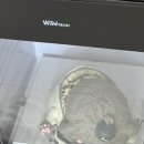 메이플비치 골프&리조트 | [강릉] 메이플비치골프앤리조트 디럭스 자쿠지 코너 내돈내산 후기
