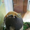 레오파트
