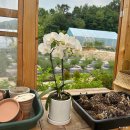 아름다운하우스 | 슬로칠보하우스 정원이 아름다운 호매실대형카페 베이커리카페 내돈내산 추천후기 [수원 호매실카페]