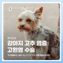 서초M동물의료센터 | 마곡동물병원 강아지 고추 염증 고환염 수술 [젠틀리동물의료센터]