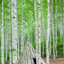 자작나무 조형물 이미지