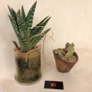 파스쿠찌 군산수송점 이미지