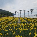 공곶이 | 바다와 수선화가 만나는 곳, 공곶이 봄 산책 후기