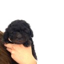 헤이독(HEY-DOG) 이미지