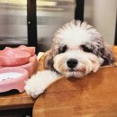 더돈하우스 | 대전 둔산동 애견동반 프라이빗 룸 항정살 맛집 , 시청역 샐러드바 고깃집 더돈하우스