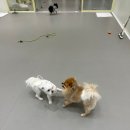 룰루랄라 댕치원 이미지