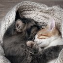 기운찬 동물병원 이미지