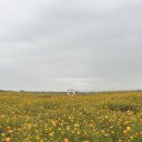 시민운동장 사거리 | 전북 김제 가을꽃명소 가볼만한곳 김제지평선축제 벽골제 가을 여행지 추천 주차장 셔틀버스 정보...