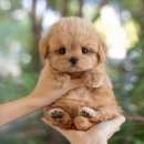울산 강아지분양 미유펫 네이버블로그