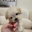 강생이네 | 서울강아지에서 강생이를 보고 반해버린 후기