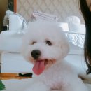 살랑살랑 반려견미용실 네이버블로그