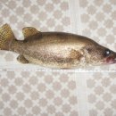 보성강7 이미지