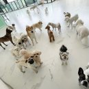 나라라펫 이미지