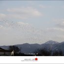 오리떼