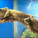 이구아나 이미지