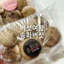 여왕의식탁 | 버섯여왕 깊이가 다른 [송화버섯] 직접 먹어본 후기 :)