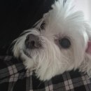 건 덴탈 | 강아지 덴탈껌 추천 6개월동안 먹여본 솔직후기