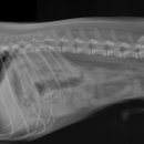 홍경태동물병원 이미지