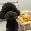 똥싸개 | 강아지 물티슈 추천 금쪽같은 똥싸개 마스코타 미니 펫티슈