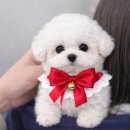 도그플러스 애견미용 이미지