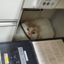 서울동물병원 | 고양이 개구호흡으로 서울동물심장병원 다녀온 후기, 비용