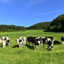 하늘목장 이미지