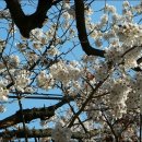 하동 황장산 쌍계사벚꽃산행으로 변경 ;4월 9일(토)시민회관 7시40분출발 이미지