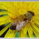 민들래민박 이미지